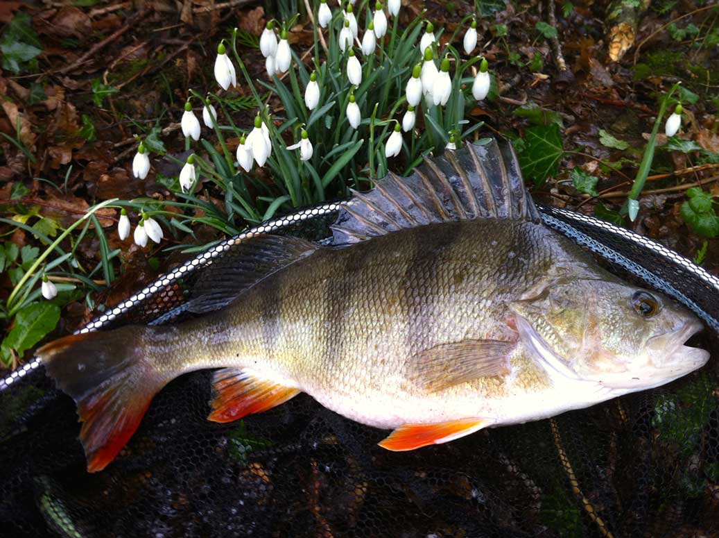 Perch