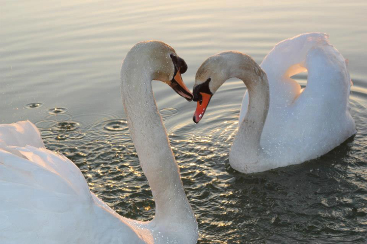 Swans