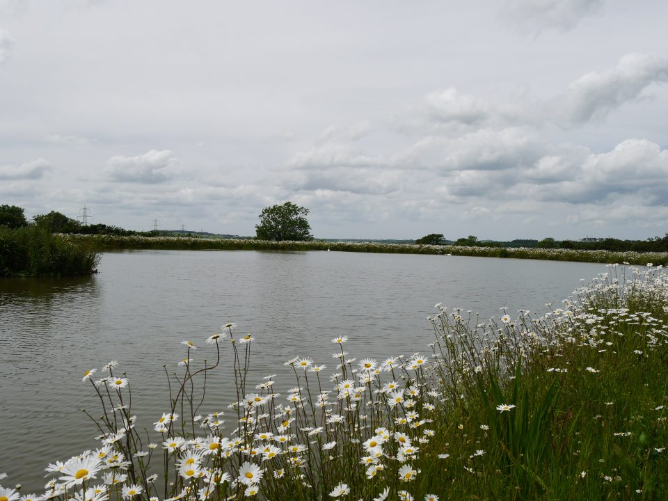 willow pool on a cloudy day