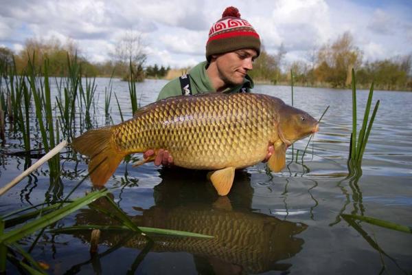 Mint Common 30lb 14oz